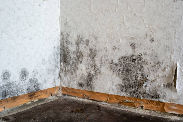 Best Certified Mold Removal  in Fowler, MI